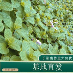 苗圃出售薄荷 规格齐全庭院花坛种植绿化观赏植物