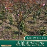 苗圃出售日本晚櫻苗 規(guī)格全 綠化造景栽植苗木 觀賞樹