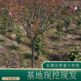 苗圃出售日本晚樱苗 规格全 绿化造景栽植苗木 观赏树