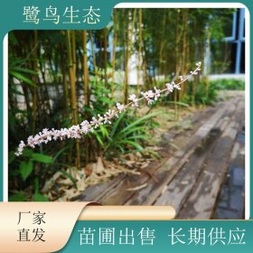 苗圃出售花叶山麦冬 园林绿化地被 适应性强 花坛花镜装饰花卉