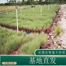 苗圃出售蜜糖草 多年生草本园林地被造景绿化工程苗