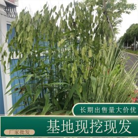 苗圃出售小盼草 公园道路隔离带种植观赏园林地被固土护坡