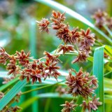 苗木出售風(fēng)車草 花壇花鏡邊緣配植 庭院綠化工程苗