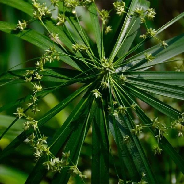 風(fēng)車草價(jià)格