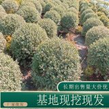 苗圃出售銀姬小臘 規(guī)格齊全花壇園林綠化種植觀賞工程苗