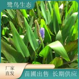 苗圃出售再力花 觀賞價(jià)值好 花期長花形態(tài)優(yōu)雅飄逸