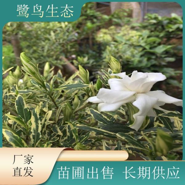 花葉梔子花圖片