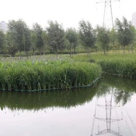 生态浮床 浮岛水生植物 水体森林河面河道绿化工程可定制安装