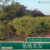 苗圃出售紫丁香球 道路小區(qū)花壇種植觀賞園林綠化工程苗