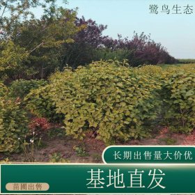 苗圃出售紫丁香球 道路小区花坛种植观赏园林绿化工程苗