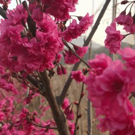 苗圃出售京红早樱 花海工程打造 庭园园林造景植物