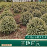 苗圃出售金边胡颓子球 耐修剪绿篱园林庭院绿化观赏性植物