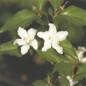 苗圃大量出售大花溲疏 花镜花带种植苗木 观赏花卉 绿化工程苗