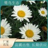 苗圃出售大濱菊 花形舒展美觀 喜陽(yáng)光不擇土壤 花壇種植觀賞