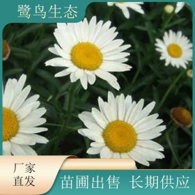 苗圃出售大滨菊 花形舒展美观 喜阳光不择土壤 花坛种植观赏