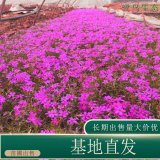 苗圃出售福祿考 庭院別墅花壇種植觀賞花鏡切花材料