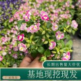 苗圃出售夏堇 规格齐全城市道路美化花镜切花材料