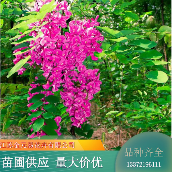 香花槐价格