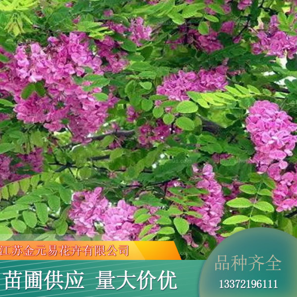 香花槐价格