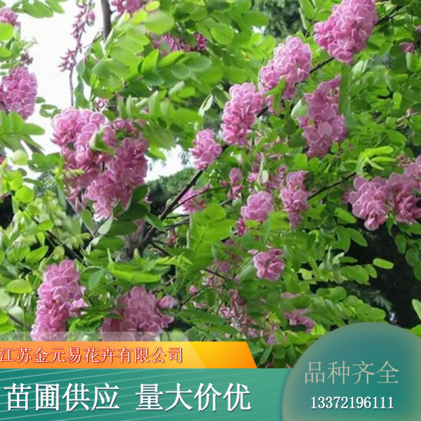 香花槐价格