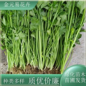 苗圃出售水芹菜 四季常绿 可食用 水生植物公园湿地绿化