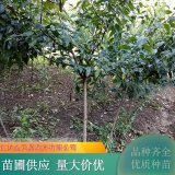 基地出售臘梅 庭院綠化花卉 冬季開花 耐寒 盆栽樹苗