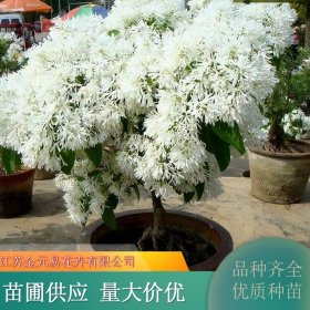 基地供应流苏树植株健壮 根系发达 园林景区绿化行道树 景观树