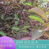 苗圃供應(yīng) 弗吉尼亞櫻花 加拿大紅庭院公園風(fēng)景樹地栽盆栽