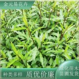 苗圃出售馬蘭頭 易成活 新鮮蔬菜苗陽(yáng)臺(tái)庭院種植