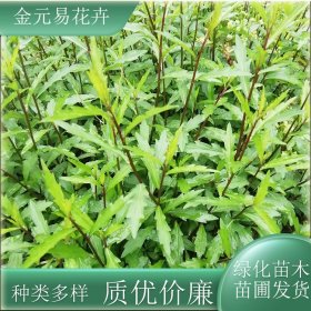 苗圃出售马兰头 易成活 新鲜蔬菜苗阳台庭院种植