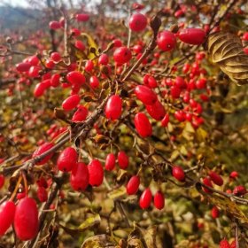 山茱萸 庭院小区公园绿化庭荫行道风景树 市政园林道路绿化苗木