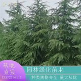 苗圃直供雪松 造型精美庭院綠化常青樹 露地樹苗 直桿行道樹