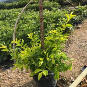 黄金叶别名金露花 花坛花境造型地被植物 常绿灌木草花 城市绿化