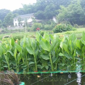 水上生态浮岛 水生植物水上种植 人工无土栽培 造景绿化景观绿植