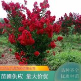 美國(guó) 紅火箭 紅火球紫薇 花壇園林種植花卉 庭院小區(qū)觀賞植物