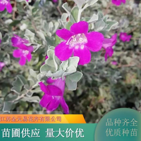 红花玉芙蓉价格