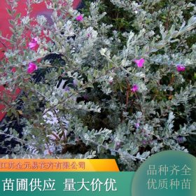 红花玉芙蓉 小区庭院公园道路种植观赏花卉 花量大 生长旺盛