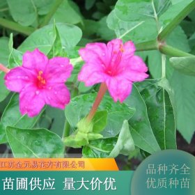 紫茉莉苗 园林造景绿植庭院花坛花镜 优质观赏花卉