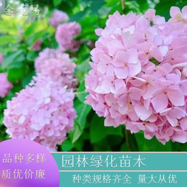 無盡夏繡球花