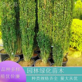 苗圃供应 直立冬青 常绿苗木 耐寒耐旱 园林绿化工程栽植苗