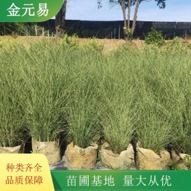 苗圃供应晨光芒小苗 园林净化植物 绿化工程苗 暖季型草本