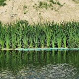 大型人工浮島 水生植物水上種植 城市河道綠化公園水庫 凈化水質(zhì)