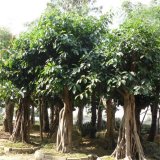 大葉榕別名馬榕 大青樹 景區(qū)園林綠化工程風景樹 道路公園觀賞性配