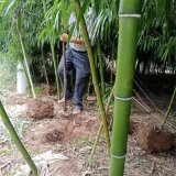 淡竹別名粉綠竹 庭院造景配植 地被護(hù)坡叢植 小區(qū)公園綠化工程