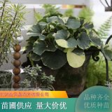 吳風草 活血蓮水生植物草 耐陰植物 園林綠化工程