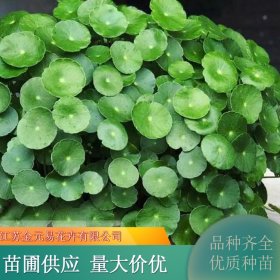 铜钱草别名香菇草 水陆两生植物 室内盆栽绿植观赏苗净化空气