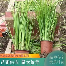 金叶石菖蒲苗 多年生常绿草本植物观赏草 绿化效果好 植株健壮