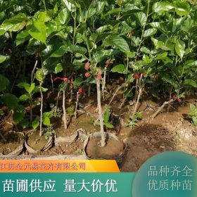 桑椹苗 地栽盆栽 公园庭院路边造景树 果园园林绿化栽植