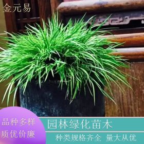 基地供应 菖蒲 湿地公园水生植物 水体绿化观赏花卉 品种齐全