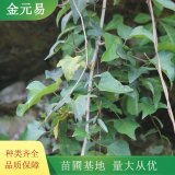 葛藤 藤本綠化栽植苗 棚架墻體栽植 生長(zhǎng)旺盛 規(guī)格齊全